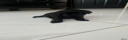 Shih Tzu dogs for sale: Rare solid black imperial Shih Tzu  - Advert 16