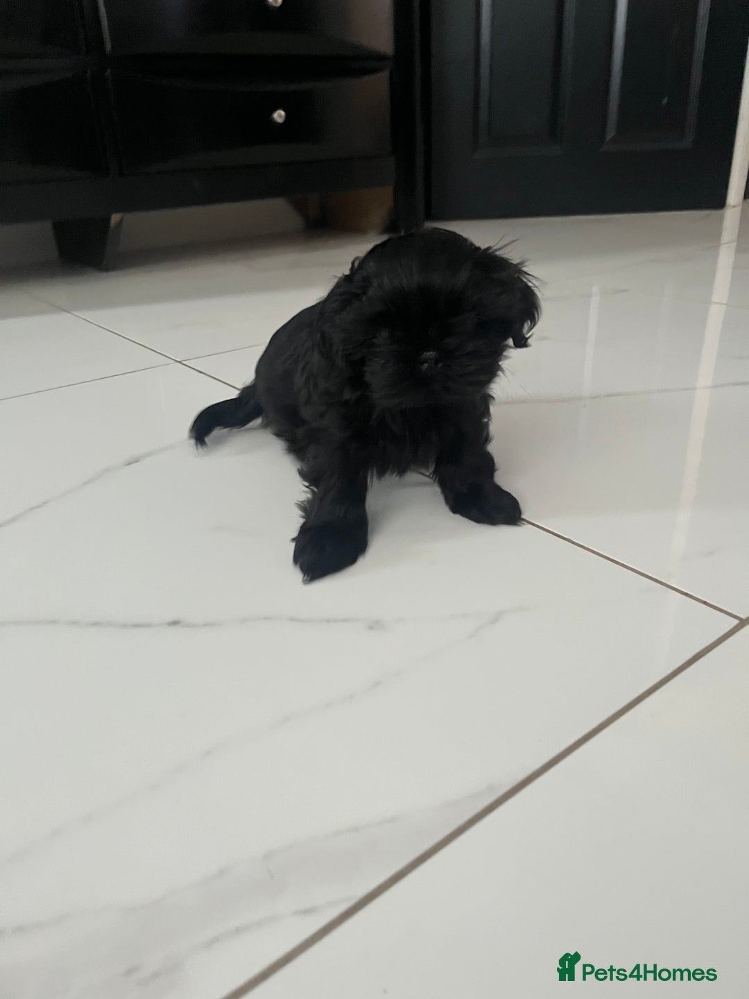 Shih Tzu dogs for sale: Rare solid black imperial Shih Tzu  - Advert 16