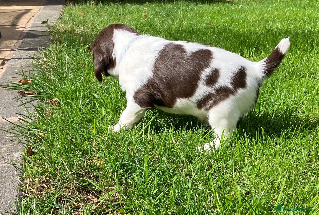 English Springer Spaniel dogs for sale: English Springer Spaniel puppies (2 lovely boys) - Image 9