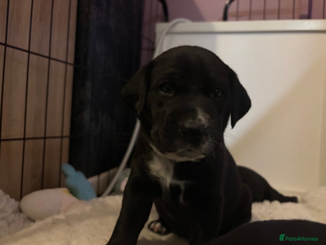 Mixed Breed dogs for sale: Beautiful Dalmador (lab X Dalmatian) puppies..!  - Advert 27