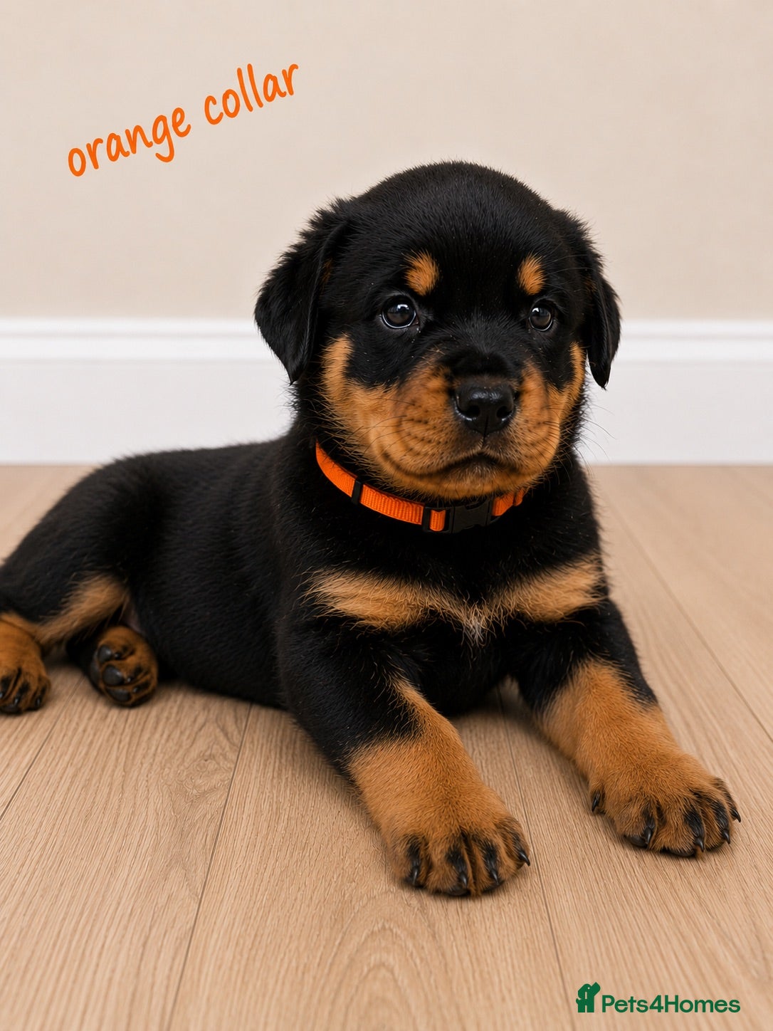 Rottweiler dogs KC chunky farm raised Rotties, both parents owned - Advert 1