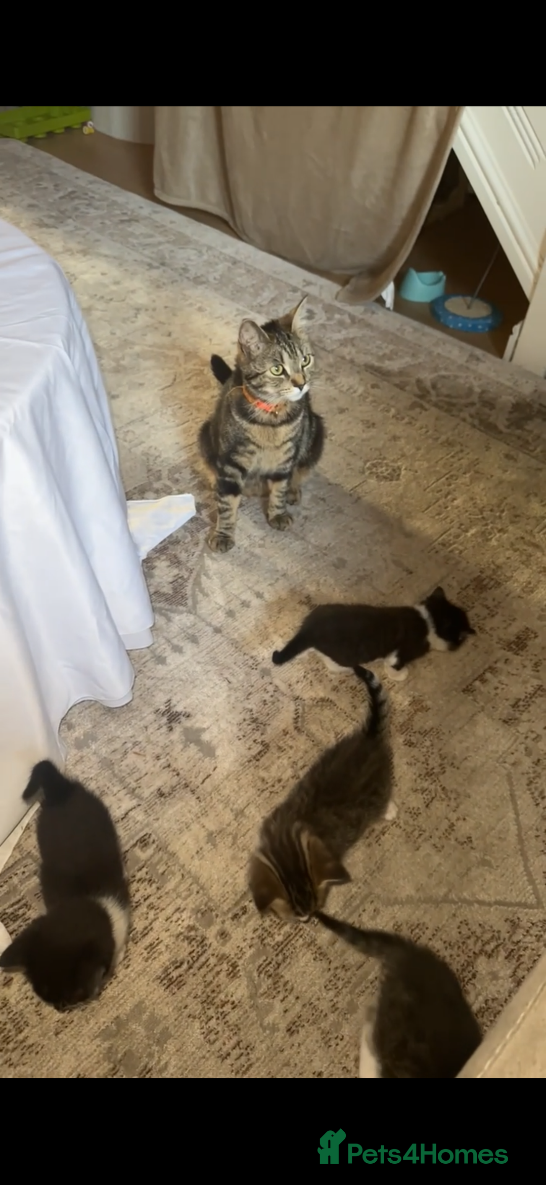 Domestic Shorthair cats for sale: 4 kittens  - Image 8