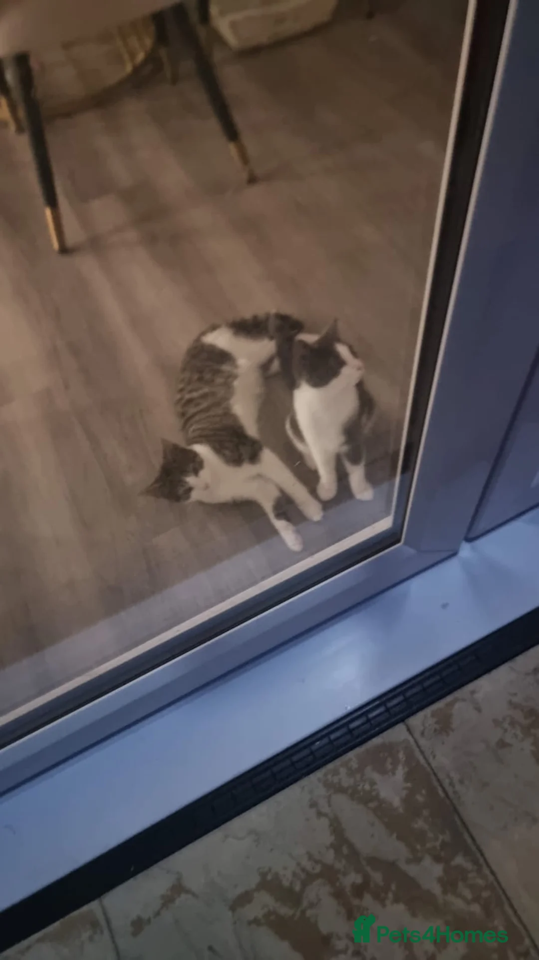 Mixed Breed cats for sale: Two Female Cats – Together or Separately in Wellingborough - Advert 2