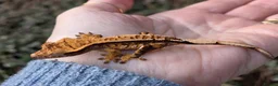 Gecko reptiles for sale: Various crested geckos - Advert 15