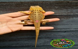 Bearded Dragon reptiles for sale: Bearded dragons for sale (Price reduced) - Image 5
