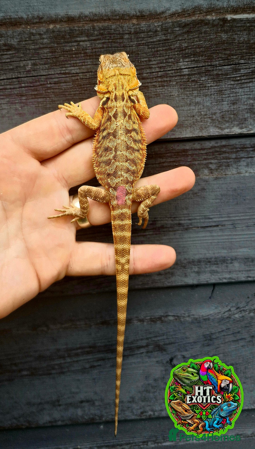 Bearded Dragon reptiles for sale: Bearded dragons for sale (Price reduced) - Image 5