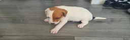 Parson Russell dogs for sale: Parson rusell terriers - Advert 4