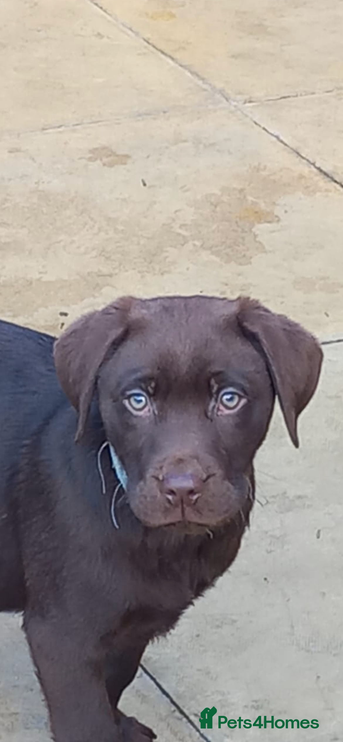 Labrador Retriever dogs Stunning health tested chocolate lab  - Advert 2