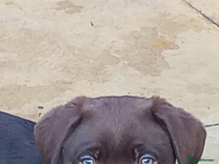 Labrador Retriever dogs Stunning health tested chocolate lab - Advert 2