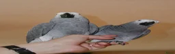 Parrots birds for sale: Fully tame African grey parrots. - Advert 7
