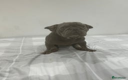 French Bulldog dogs for sale: Lilac and tan French bulldog  - Advert 1