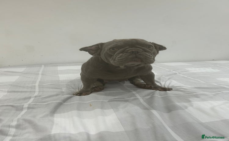 French Bulldog dogs Lilac and tan French bulldog  - Advert 2