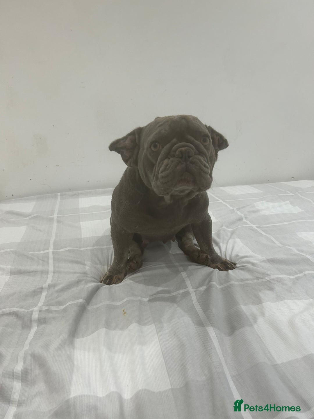 French Bulldog dogs for sale: Lilac and tan French bulldog  - Advert 1