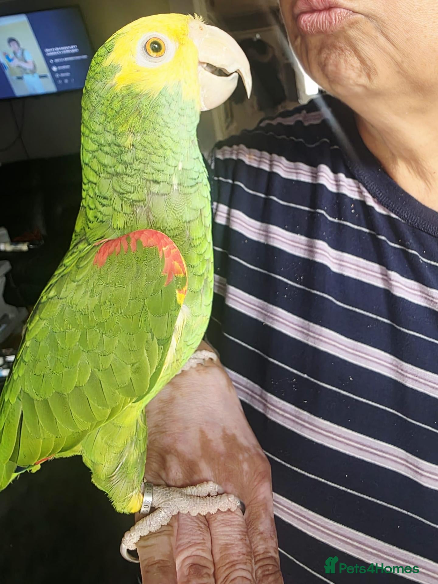 Parrots birds Double yellow headed amazon - Advert 1