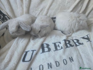 Mini Lop rabbits Stunning mini lops - Advert 21