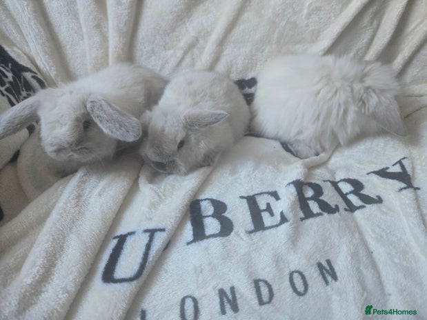 Mini Lop rabbits Stunning mini lops - Advert 5