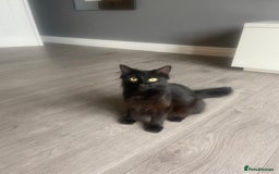 Mixed Breed cats for sale: Three mixed breed kittens - Image 3