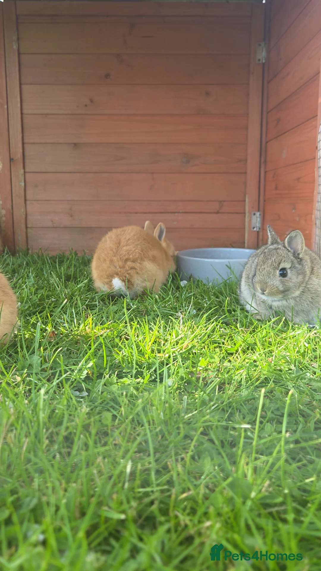 Netherland Dwarf rabbits for sale: Purebred Netherland Dwarf - Advert 8