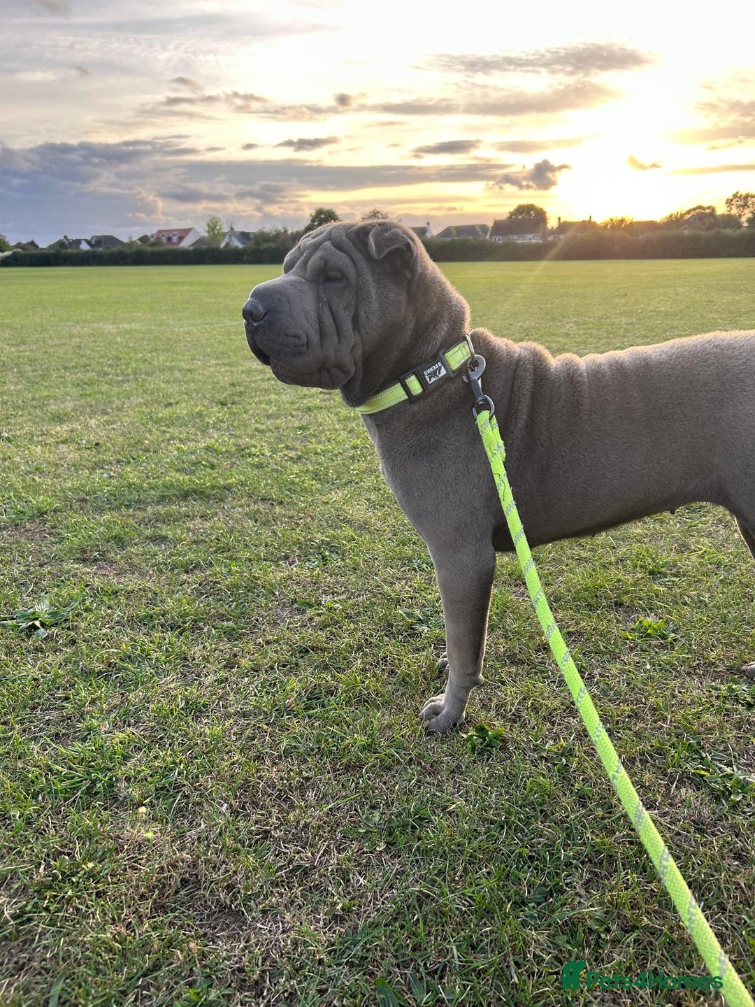 Shar Pei dogs for sale: Female sharpei - Advert 5