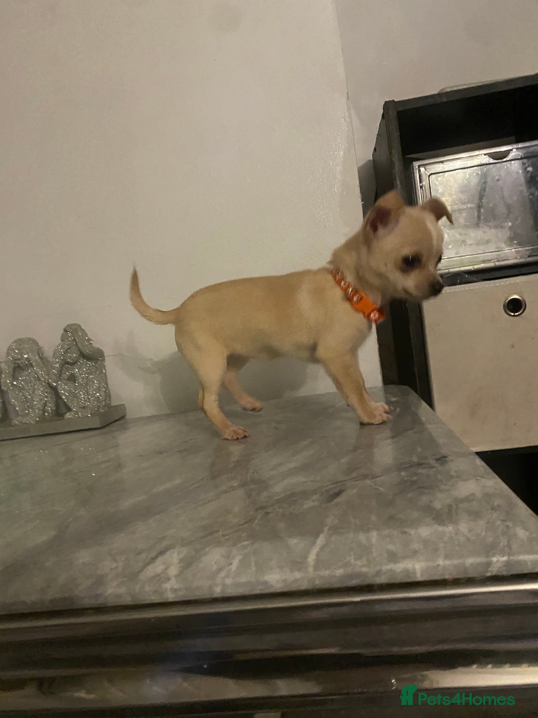 Chihuahua dogs for sale: CHIHUAHUA PUPPIES 2 BOYS 2 GIRLS READY TO LEAVE - Advert 10