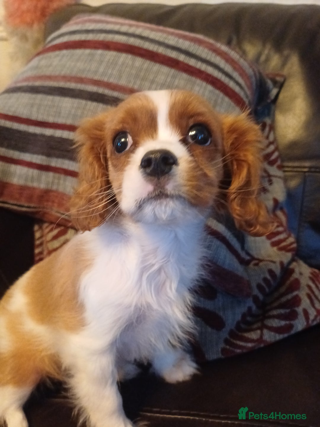 Cavalier King Charles Spaniel dogs for sale: READY kc, health tested girl - Image 16
