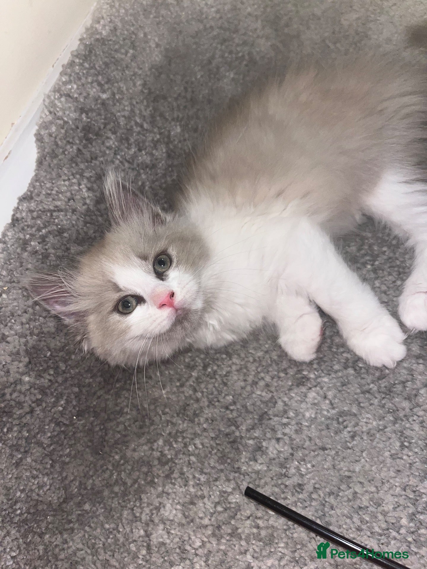 Ragdoll cats One Beautiful ragdoll kitten left   - Advert 13