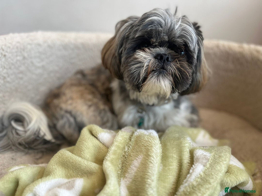 Shih Tzu dogs for stud: Gorgeous shih tzu for stud - Image 2