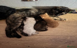 British Shorthair cats for sale: Gorgeous British Shorthair Babies full Flea & Worm - Image 13