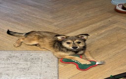 Mixed Breed dogs for adoption: Sweet sugar  - Image 9