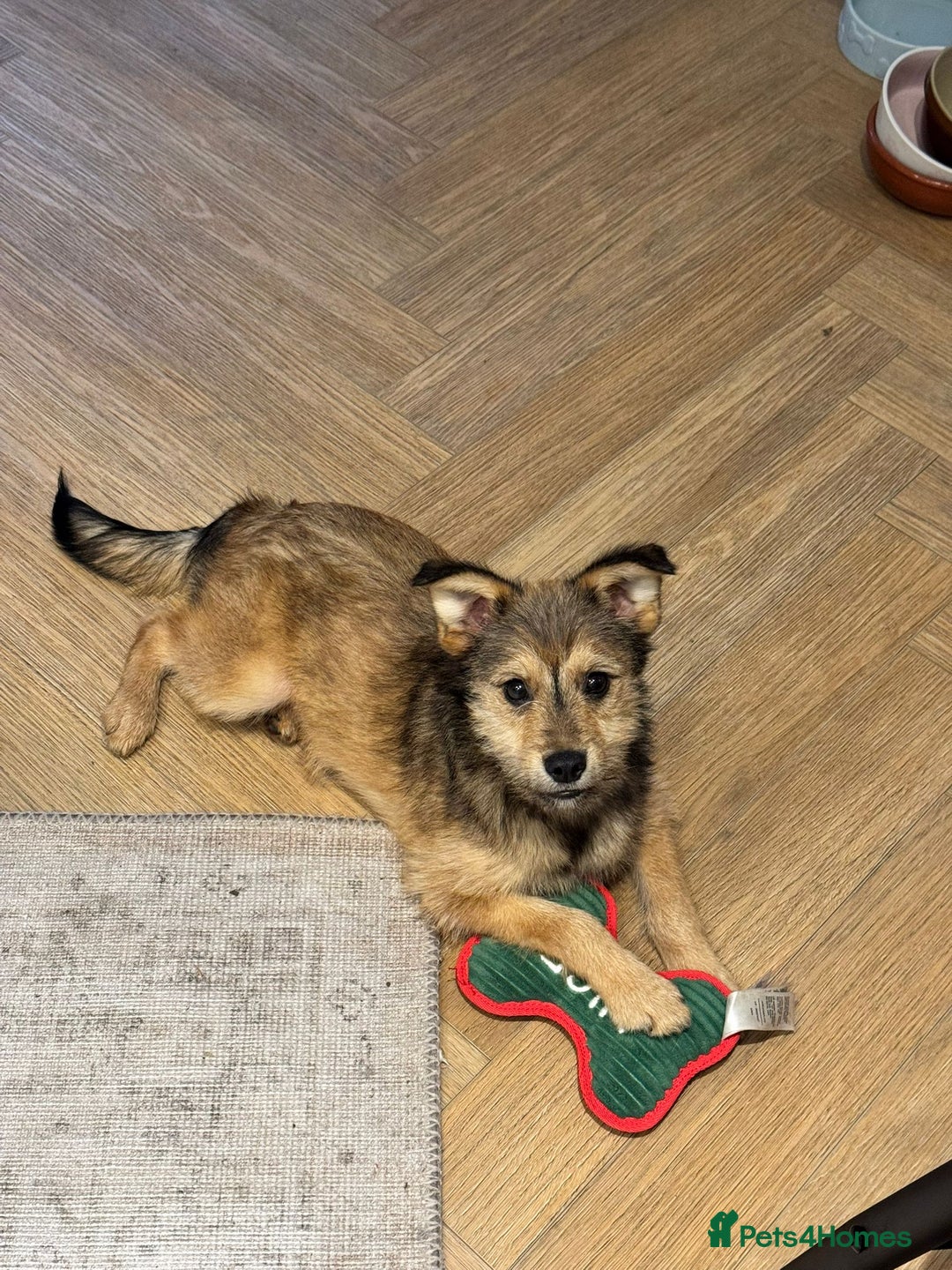 Mixed Breed dogs for adoption: Sweet sugar  - Image 9