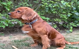 Mixed Breed dogs for sale: Spaniels mixed breed - Image 10