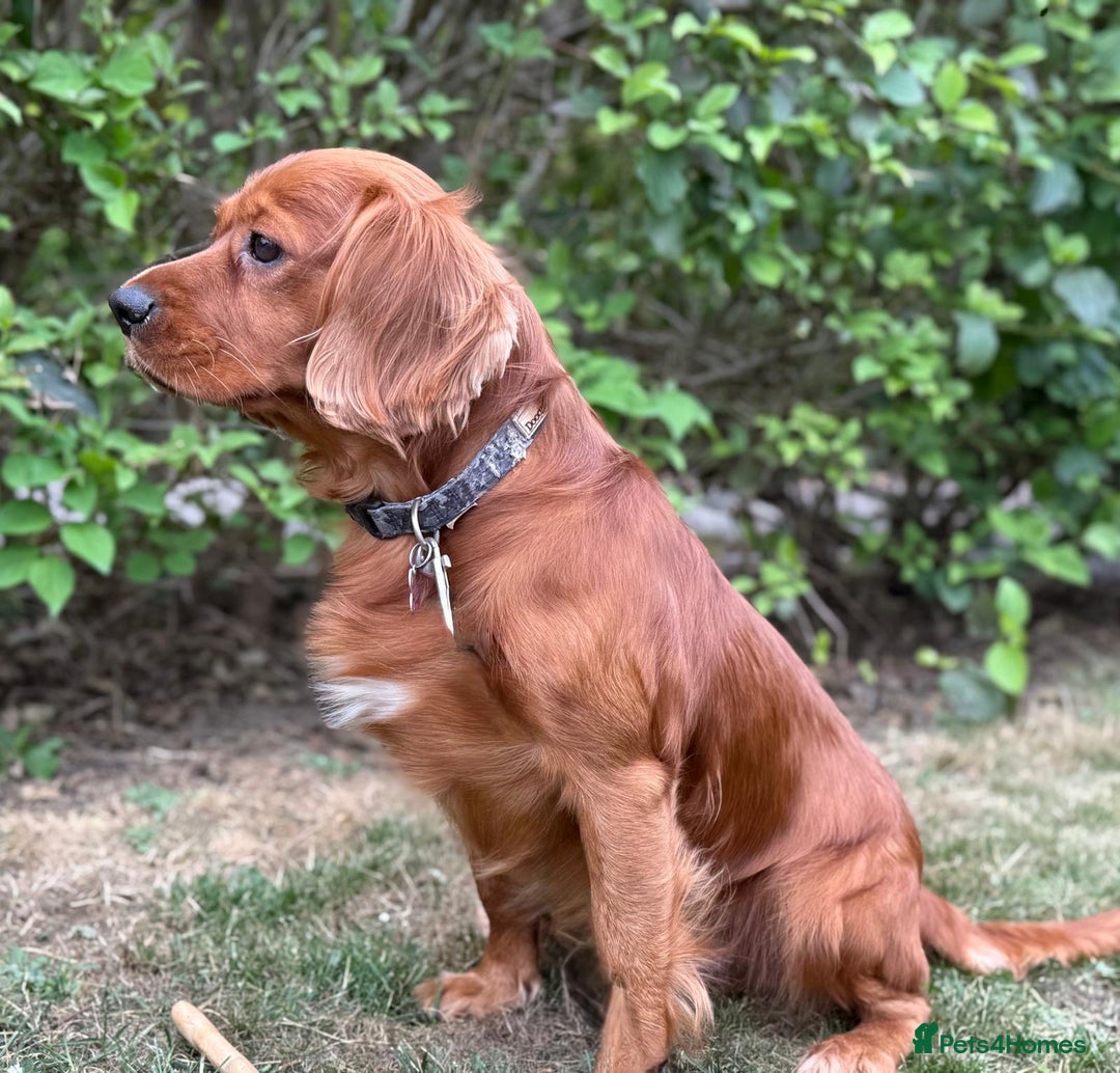Mixed Breed dogs for sale: Spaniels mixed breed - Image 10