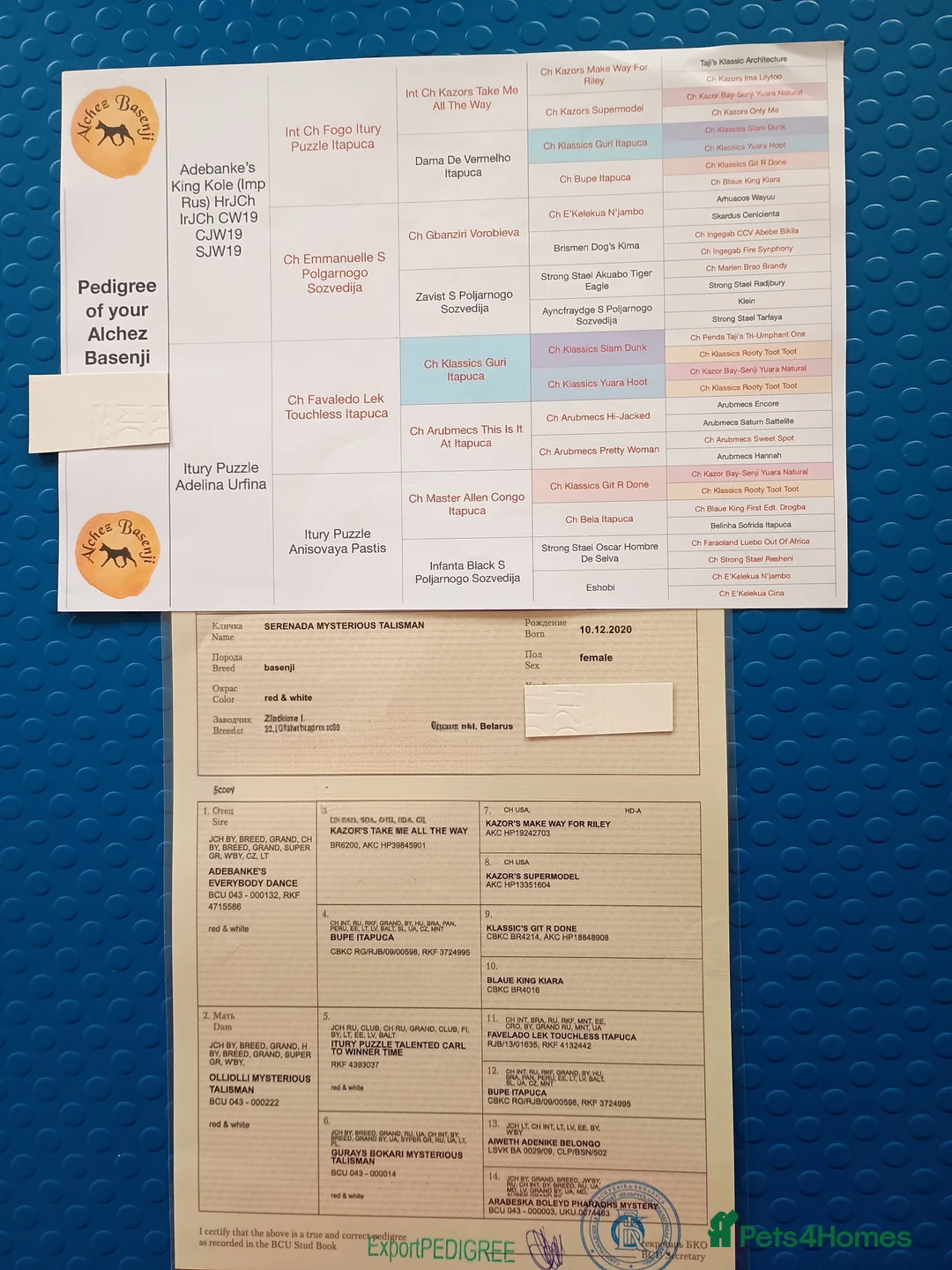 Basenji dogs for sale: Top quality lines pedigree Basenji pups.Ready now. - Advert 16