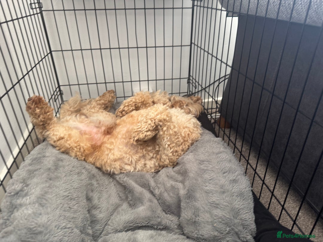 Cockapoo dogs for sale: Male 2 year old cockapoo  - Image 5