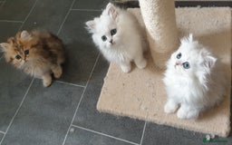 Persian cats for sale: 🌟2 Beautiful Pedigree Chinchilla Persian Kitten🌟 - Image 12