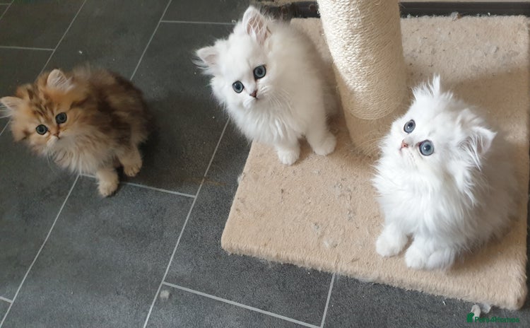 Persian cats - Advert 1