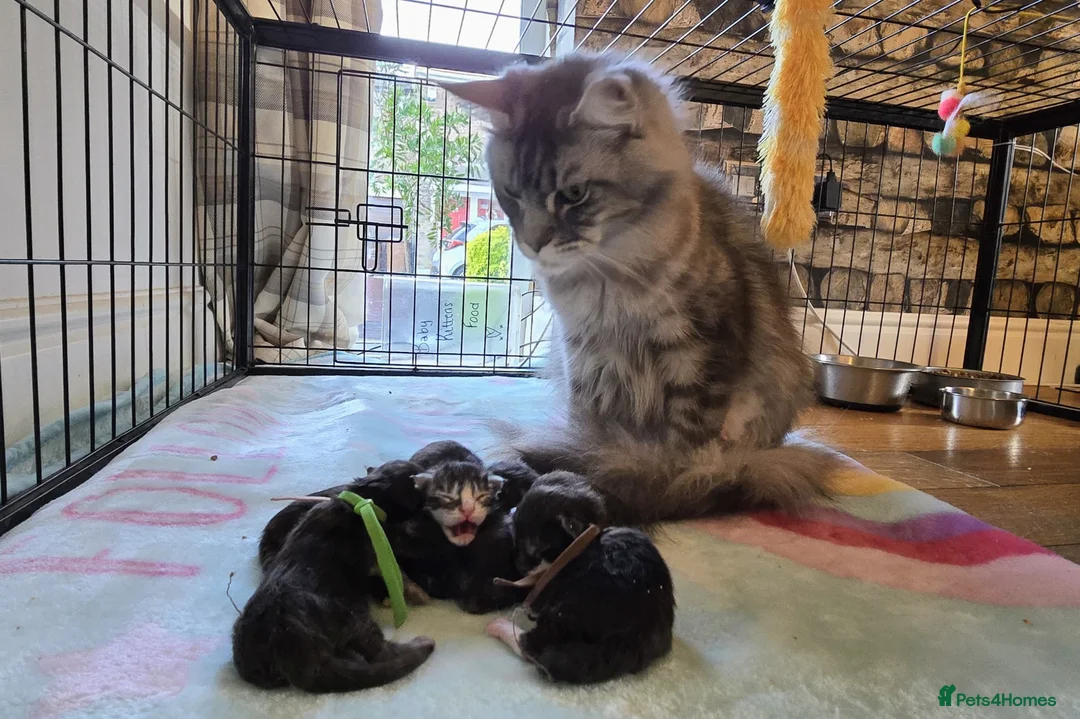 Maine Coon cats for sale: 6 Healthy Newly Born babies - Advert 1