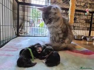 Maine Coon cats 6 Healthy Newly Born babies - Advert 1