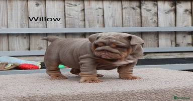 English Bulldog dogs - Advert 3