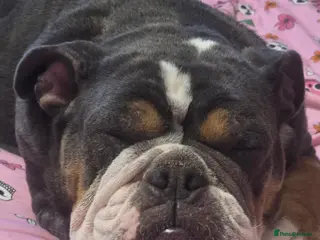 Mixed Breed dogs Ready to leave olde English bulldog x - Advert 9