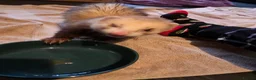 Ferret rodents for sale: Pair of Gills, tame sisters and full setup  - Advert 9