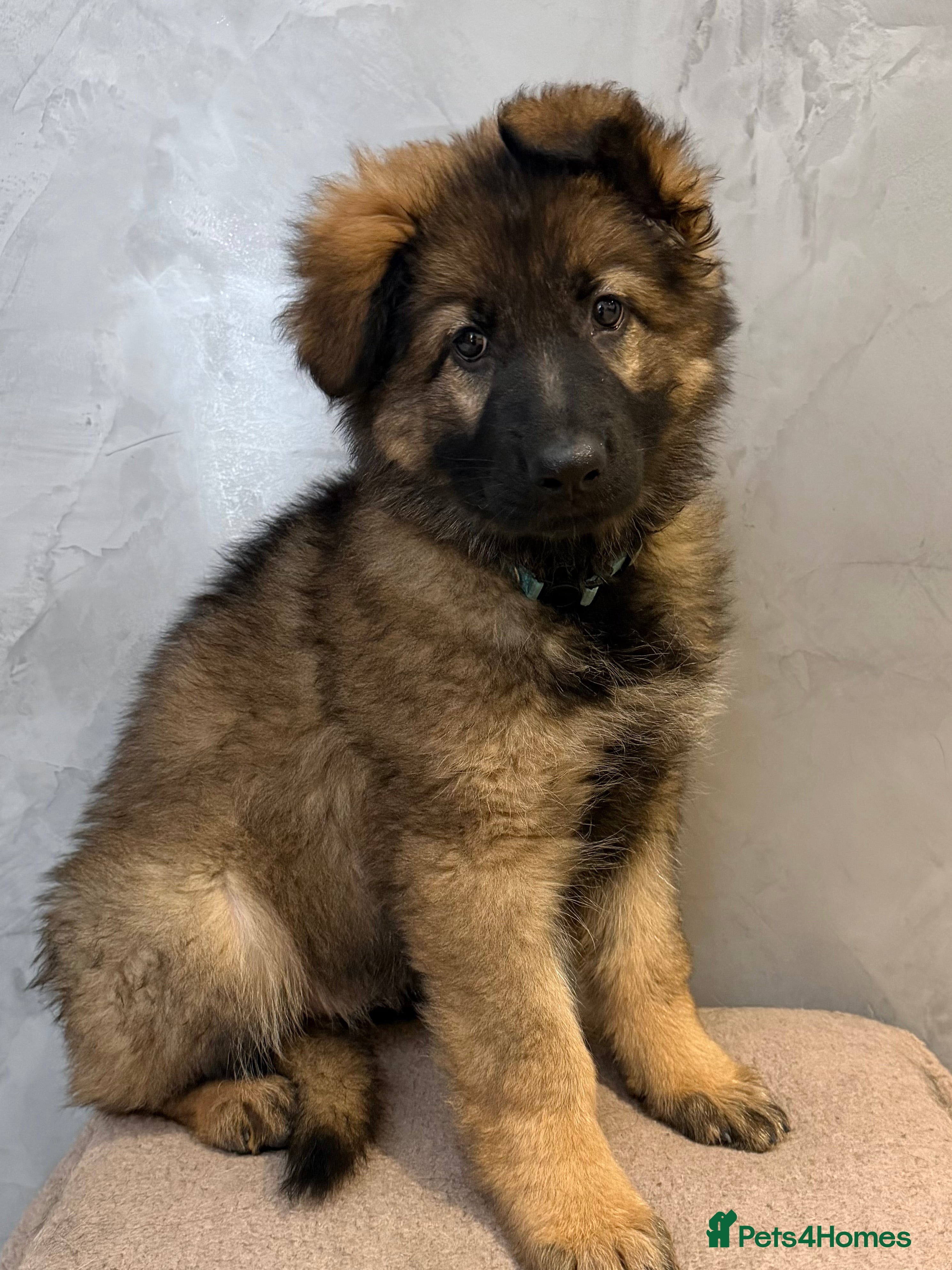 German Shepherd dogs KC LONG HAIRED HEALTH TESTED GERMAN SHEPHERDS - Advert 5