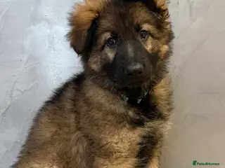 German Shepherd dogs KC LONG HAIRED HEALTH TESTED GERMAN SHEPHERDS - Advert 5