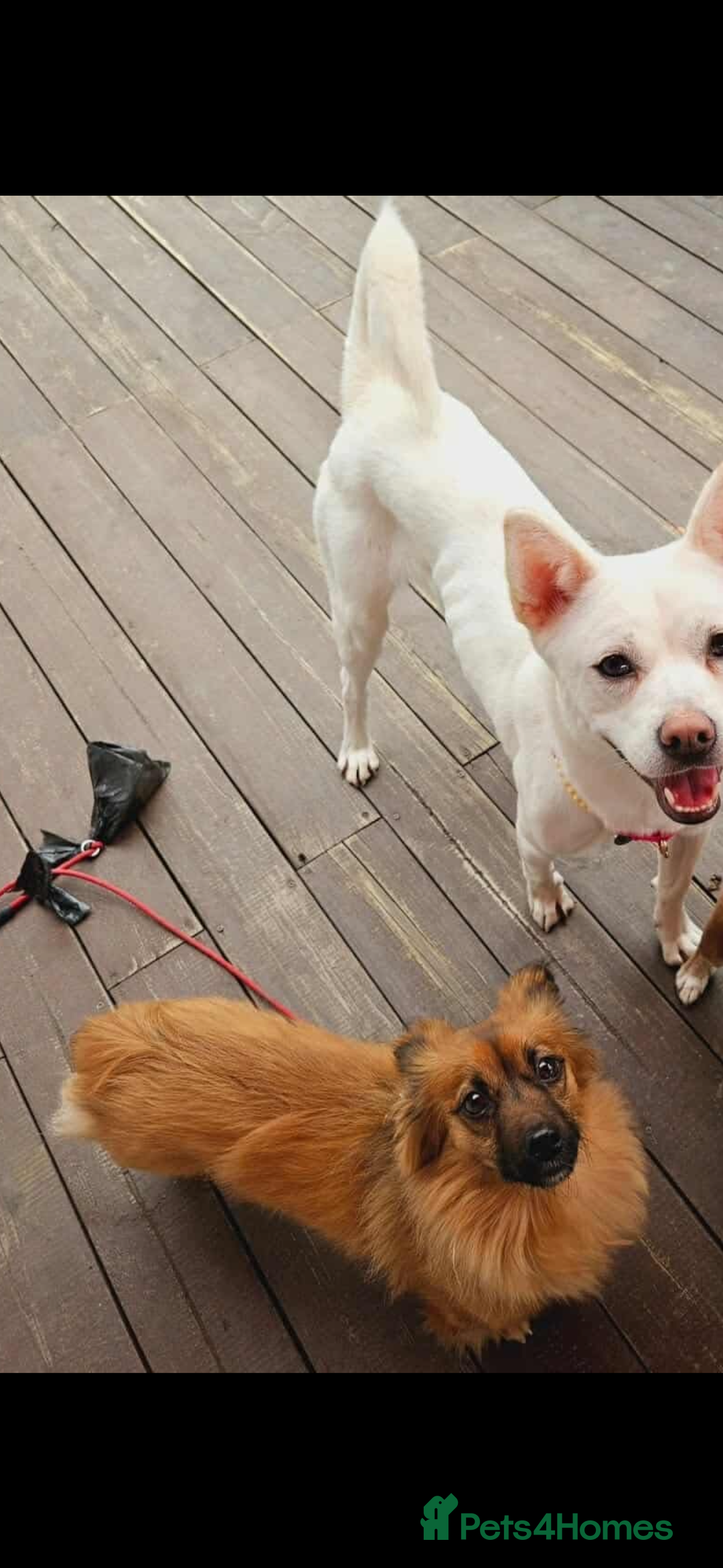 Pomsky dogs for adoption: Goori 4-5 years meat trade survivor  - Image 10
