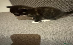 Mixed Breed cats for sale: 3 beautiful female kittens. - Image 6