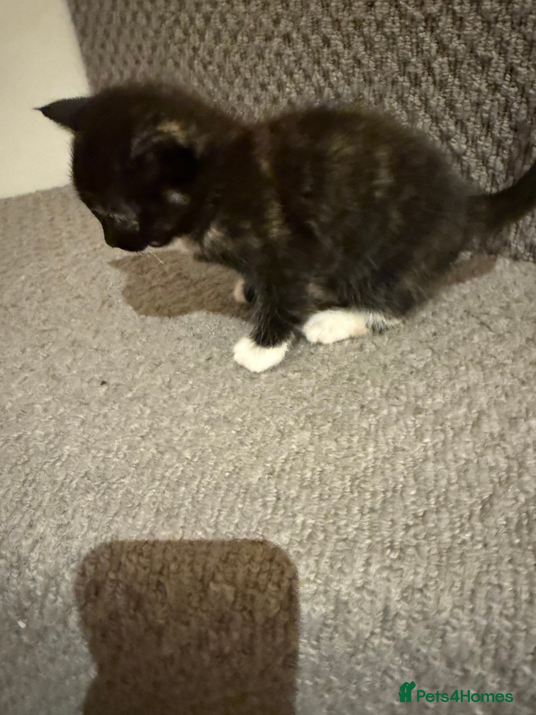 Mixed Breed cats for sale: 3 beautiful female kittens. - Image 6