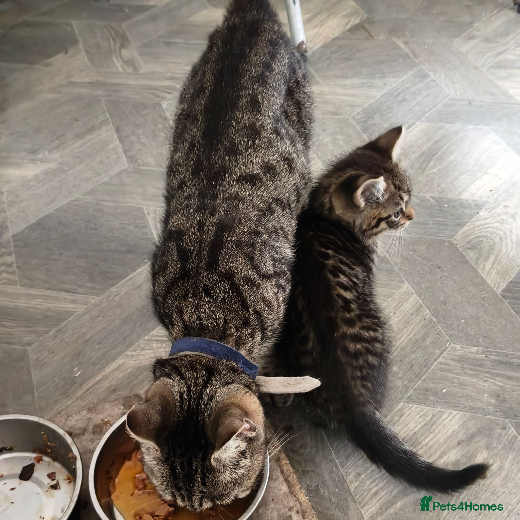 Mixed Breed cats Beautiful Half Bengal Kittens - Advert 8