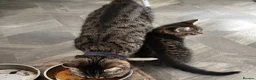 Mixed Breed cats for sale: Beautiful Half Bengal Kittens - Advert 1