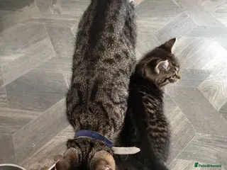 Mixed Breed cats Beautiful half Bengal,half Tabby Kittens - Advert 4