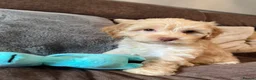 Cockapoo dogs for sale: 💙Beautiful,super friendly,Cockapoo F1 Puppies  - Advert 9